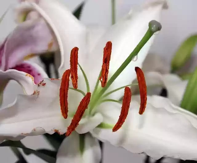 Free download Lily White Plant -  free photo or picture to be edited with GIMP online image editor