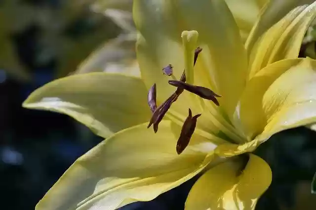 Free download Lily Yellow Garden -  free photo or picture to be edited with GIMP online image editor