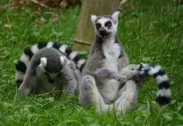 Free download Limur Animals Zoo -  free photo or picture to be edited with GIMP online image editor