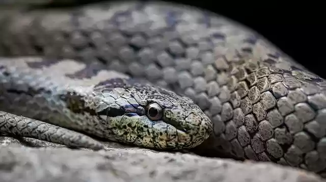 Free download line animal natter reptile free picture to be edited with GIMP free online image editor