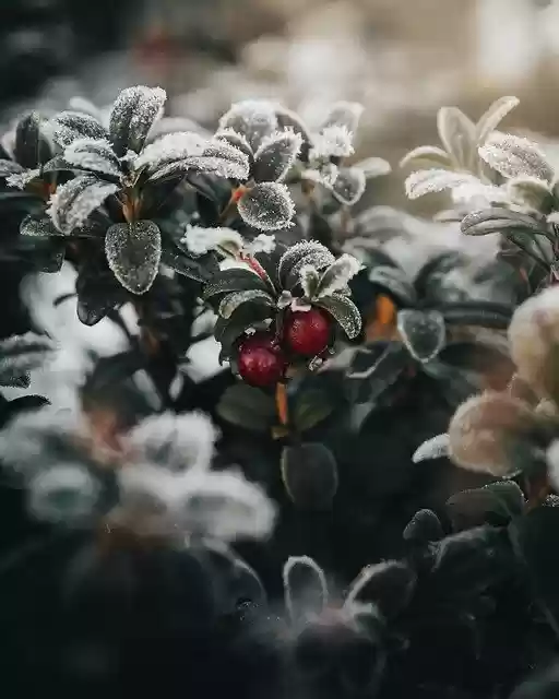 Free download lingonberry plant frost snow free picture to be edited with GIMP free online image editor