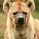 Linh cẩu  screen for extension Chrome web store in OffiDocs Chromium