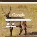 Linh Duong Waterbuck  screen for extension Chrome web store in OffiDocs Chromium