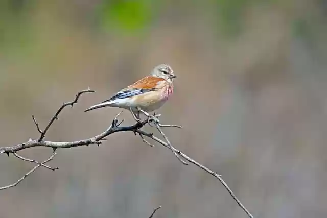 Free download linnet bird branch animal songbird free picture to be edited with GIMP free online image editor