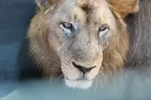 Free download Lion Aggressiveness Wildlife -  free photo or picture to be edited with GIMP online image editor
