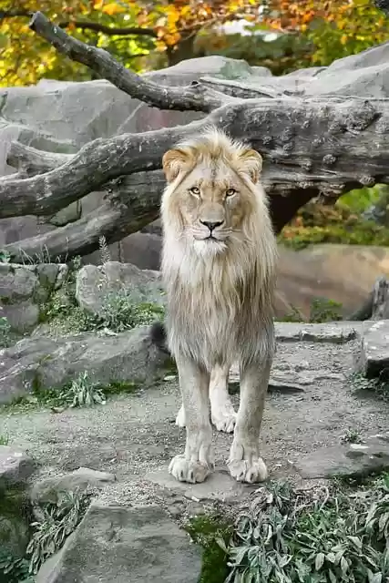 Free download lion animal portrait wild animal free picture to be edited with GIMP free online image editor