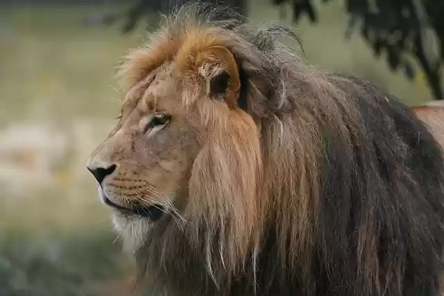 Free download lion animal predator mane cat free picture to be edited with GIMP free online image editor