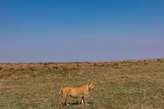 Free download lion animal safari savannah free picture to be edited with GIMP free online image editor