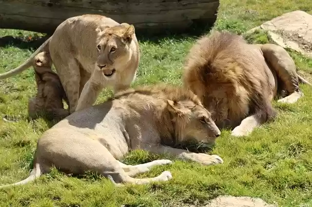 Ücretsiz indir Lion Animals Feline ücretsiz fotoğraf şablonu, GIMP çevrimiçi resim düzenleyici ile düzenlenebilir