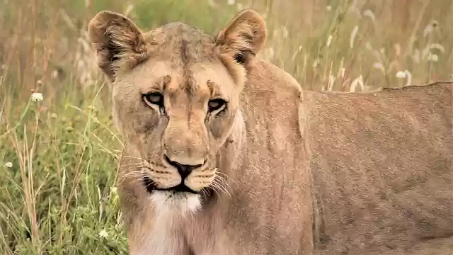 Free download lioness on the hunt ears prowl free picture to be edited with GIMP free online image editor