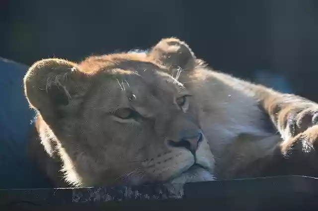 Free download Lioness Predator Africa -  free photo or picture to be edited with GIMP online image editor