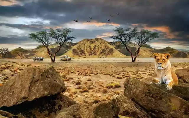 Free download lioness safari desert elephants free picture to be edited with GIMP free online image editor