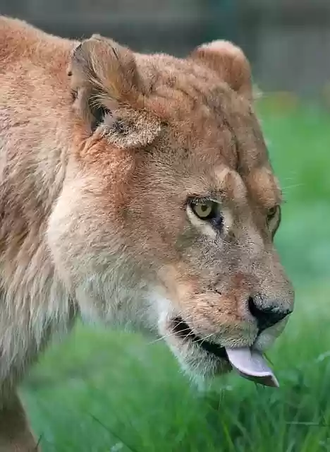 Free download lioness tongue look portrait lion free picture to be edited with GIMP free online image editor