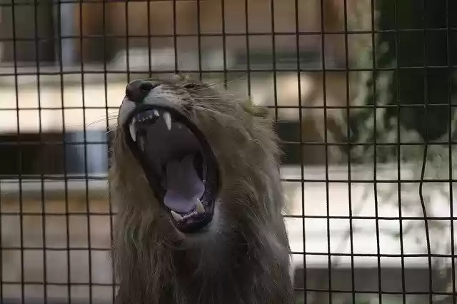 Free download Lion Felida Big Cats Predator -  free photo or picture to be edited with GIMP online image editor