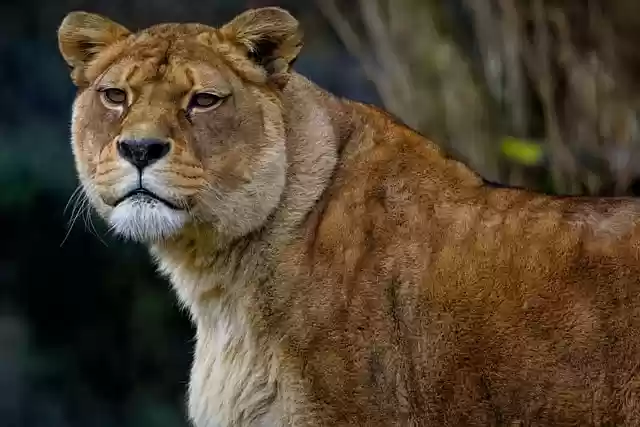 Free download lion lioness barbary lion free picture to be edited with GIMP free online image editor