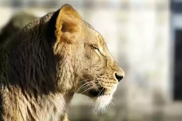 Free download lion lioness cats animal free picture to be edited with GIMP free online image editor