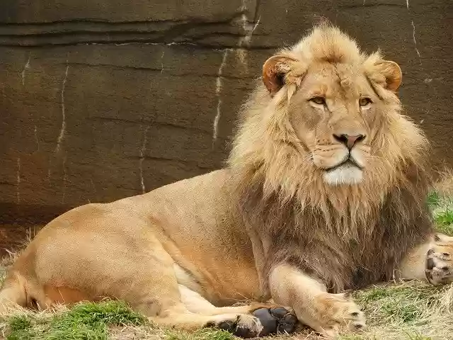 Free download Lion Male Animal -  free photo or picture to be edited with GIMP online image editor
