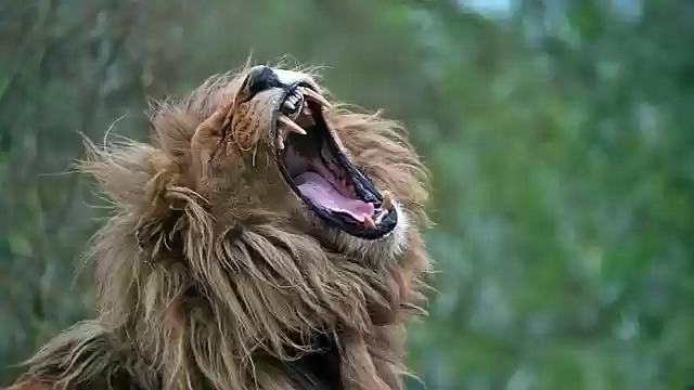 Free download lion roared teeth tongue portrait free picture to be edited with GIMP free online image editor