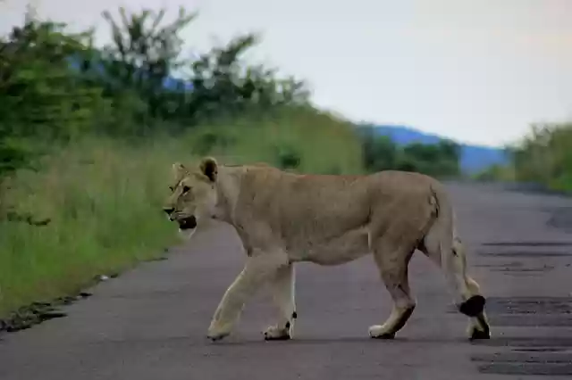 Free download lion royal majestic cross road free picture to be edited with GIMP free online image editor