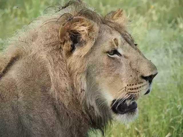 הורדה חינם של Lion Safari Africa תבנית תמונה בחינם לעריכה עם עורך התמונות המקוון GIMP
