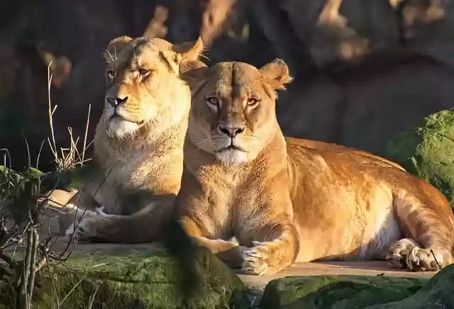 Free download lions felines predator animal free picture to be edited with GIMP free online image editor