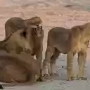 Lions playing  screen for extension Chrome web store in OffiDocs Chromium