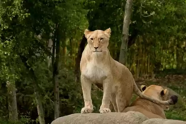 lion wildlife predator mammal by - Lionwildlifepredatormammal .webp