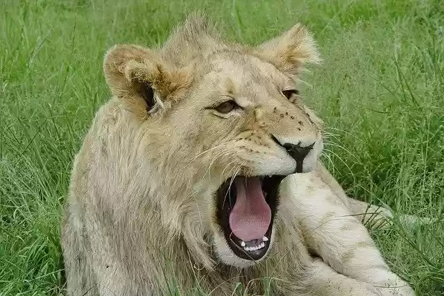 Free download Lion Yawn Young free photo template to be edited with GIMP online image editor