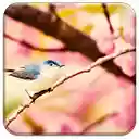 Little bird  screen for extension Chrome web store in OffiDocs Chromium