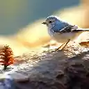Little Bird at Sunset  screen for extension Chrome web store in OffiDocs Chromium