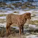 Little brown sheep  screen for extension Chrome web store in OffiDocs Chromium