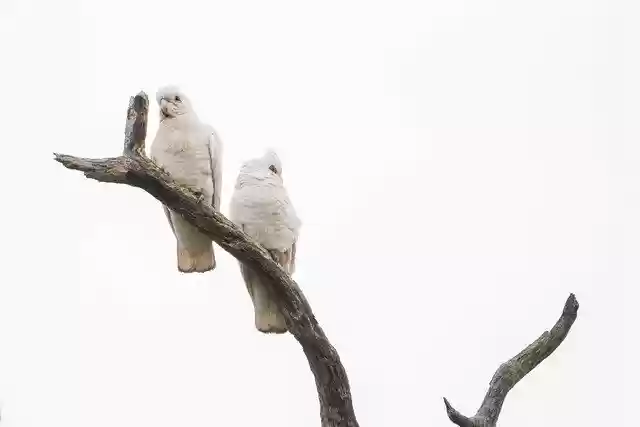 Free download little corella corella free picture to be edited with GIMP free online image editor