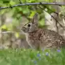 Little Eared Hare  screen for extension Chrome web store in OffiDocs Chromium