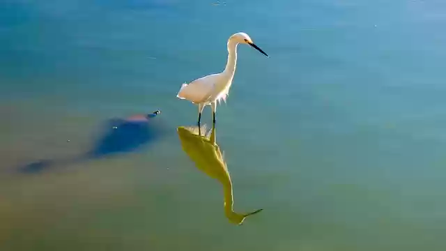 Free download little egret lake reflection shadow free picture to be edited with GIMP free online image editor