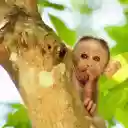 little monkey and round eyes  screen for extension Chrome web store in OffiDocs Chromium