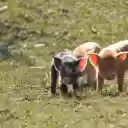 Little pigs basking in the sun  screen for extension Chrome web store in OffiDocs Chromium