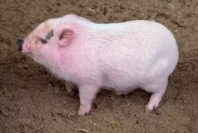 Free download Little Pig Sucker -  free photo or picture to be edited with GIMP online image editor