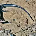 Little Shiny Skin Lizard  screen for extension Chrome web store in OffiDocs Chromium