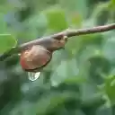 Little snail and water drop  screen for extension Chrome web store in OffiDocs Chromium