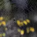 Little spider and big spider web  screen for extension Chrome web store in OffiDocs Chromium
