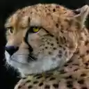 Little tiger  screen for extension Chrome web store in OffiDocs Chromium