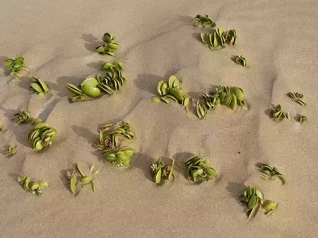 Free download Live Nature Environment -  free photo or picture to be edited with GIMP online image editor