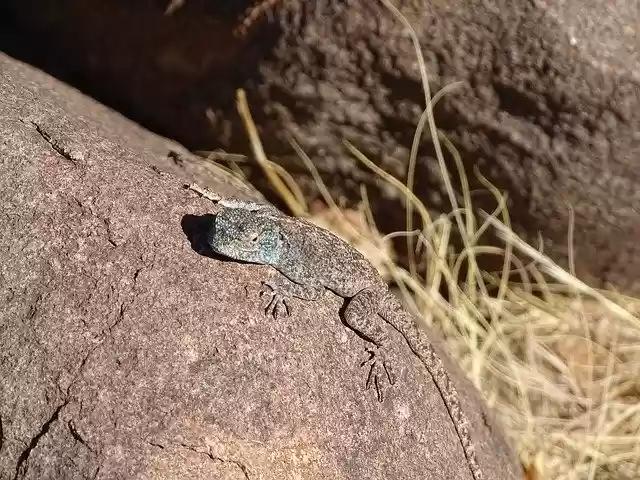 Free download Lizard Africa Namibia Animal -  free photo or picture to be edited with GIMP online image editor