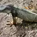 Lizard and long toes  screen for extension Chrome web store in OffiDocs Chromium