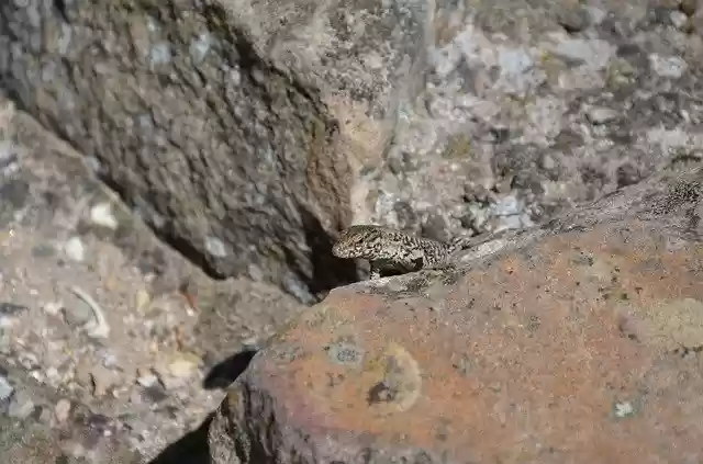 Free download Lizard Animal Stone -  free photo or picture to be edited with GIMP online image editor