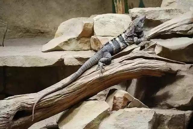 Free download Lizard Gad Zoo -  free photo or picture to be edited with GIMP online image editor