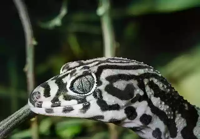 Free download lizard gecko striped banded gecko free picture to be edited with GIMP free online image editor