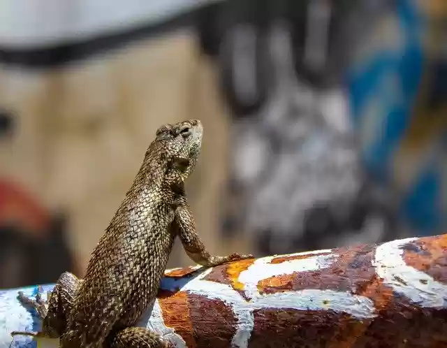 Free download Lizard Graffiti Wall -  free photo or picture to be edited with GIMP online image editor