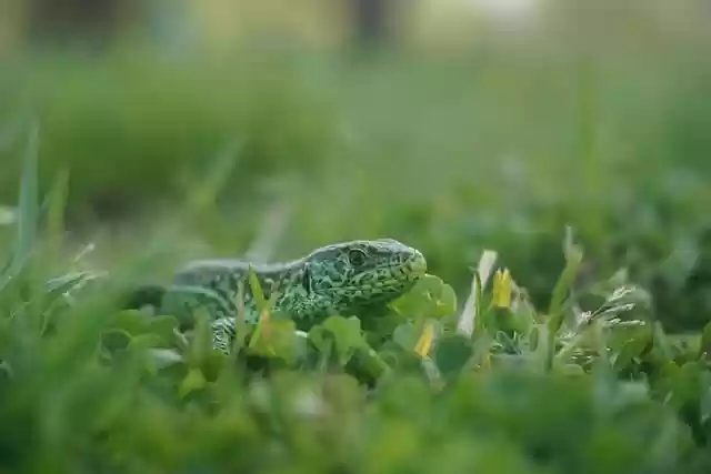 Free download lizard green lizard reptile scales free picture to be edited with GIMP free online image editor