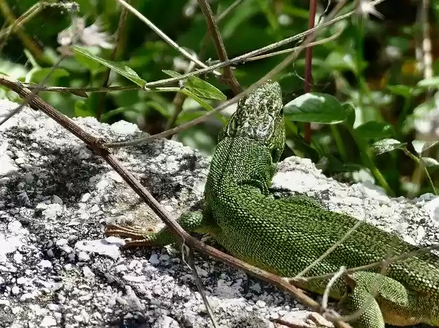 Free download Lizard Green Scale -  free free photo or picture to be edited with GIMP online image editor